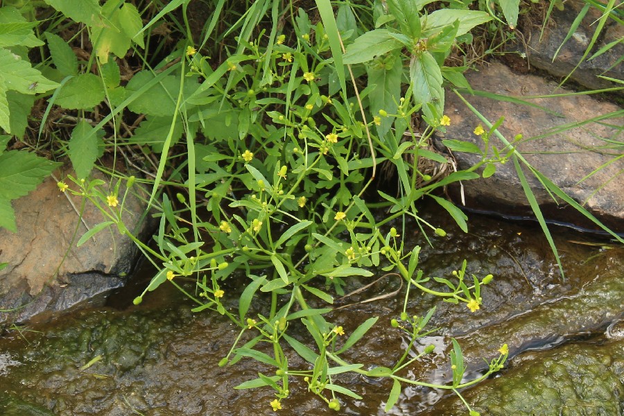 Ranunculus_sceleratus Rnzenrieth 20170618 1a Ranunculus_sceleratus Rnzenrieth 20170618 1a