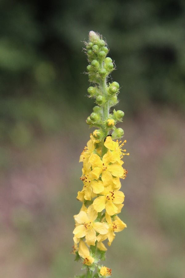 Agrimonia_eupatoria Kdnitz 20160713 1