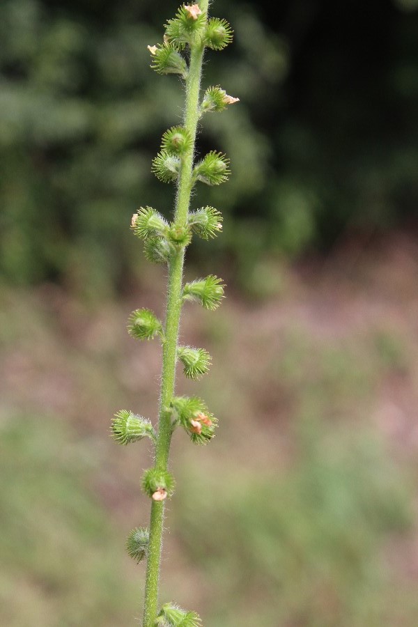 Agrimonia_eupatoria Kdnitz 20160713 4