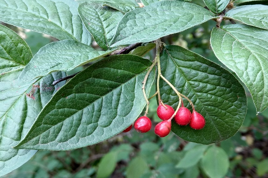 Cotoneaster_bullatus_agg Bhlgrund 20180905 1