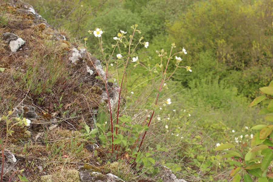 Drymocallis_rupestris Ettringen 20170512 1