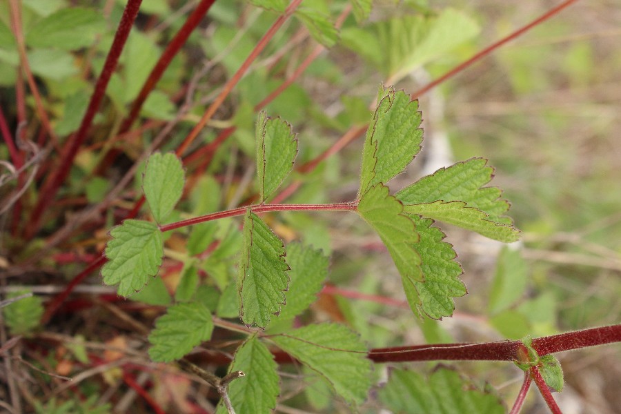 Drymocallis_rupestris Ettringen 20170512 8