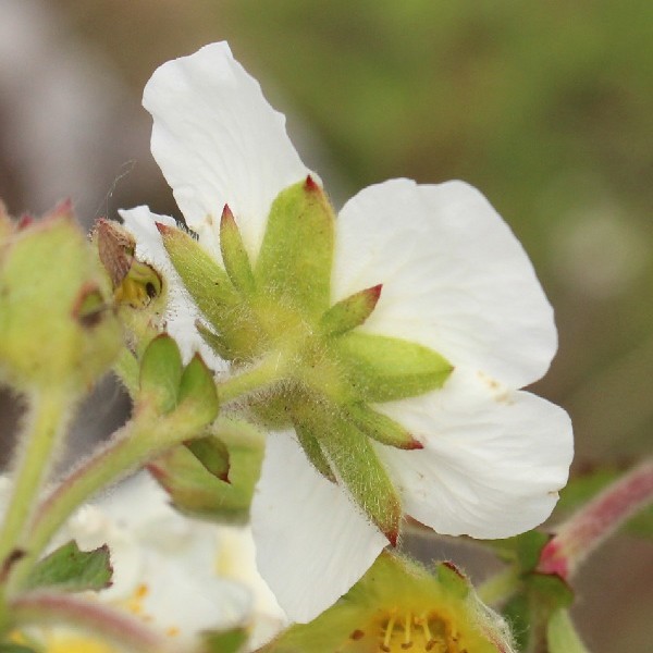 Drymocallis_rupestris Ettringen 20170512 a