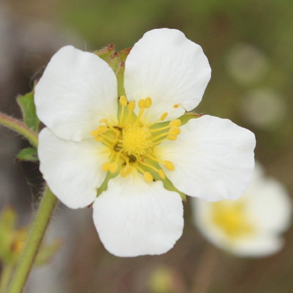 Drymocallis_rupestris Ettringen 20170512 b