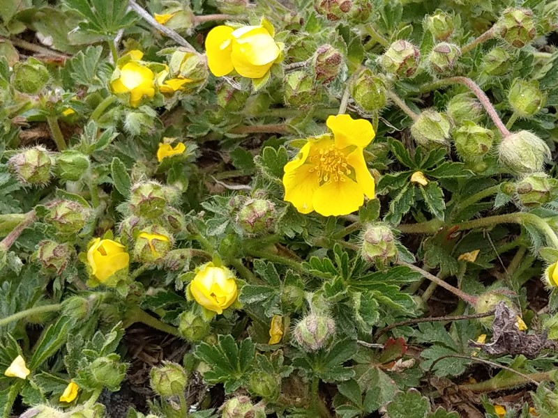 Potentilla_verna Schlackenreuth 20190408 1