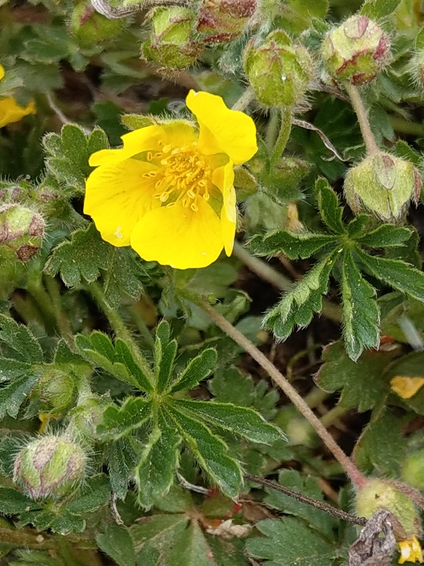 Potentilla_verna Schlackenreuth 20190408 3 Potentilla_verna Schlackenreuth 20190408 3