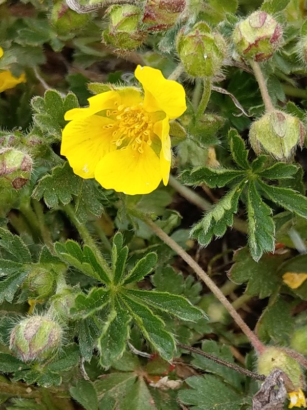 Potentilla_verna Schlackenreuth 20190408 3