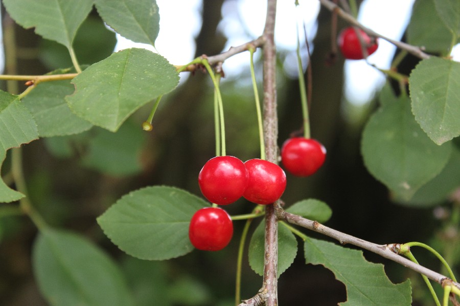 Prunus_cerasus Ködnitz 20160713 1 Prunus_cerasus Ködnitz 20160713 1