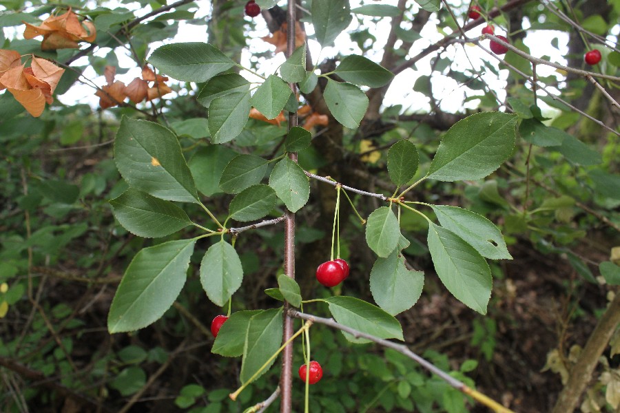 Prunus_cerasus Ködnitz 20160713 3 Prunus_cerasus Ködnitz 20160713 3