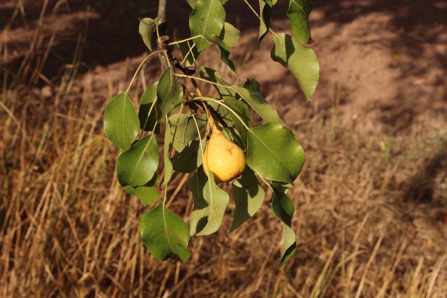 Pyrus_communis Mainleus  2015095 2