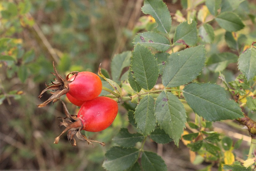Rosa_dumalis Mainleus-Frankenberg 2015095 3 Rosa_dumalis Mainleus-Frankenberg 2015095 3