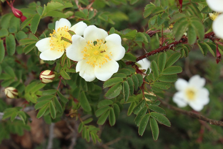 Rosa_spinosissima Calmont 20170511 6