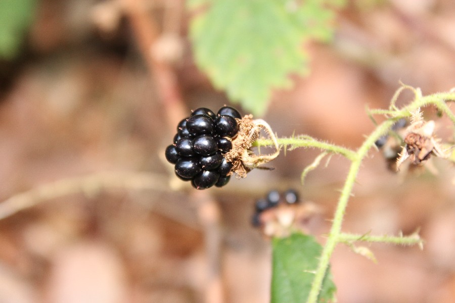 Rubus_oreades a