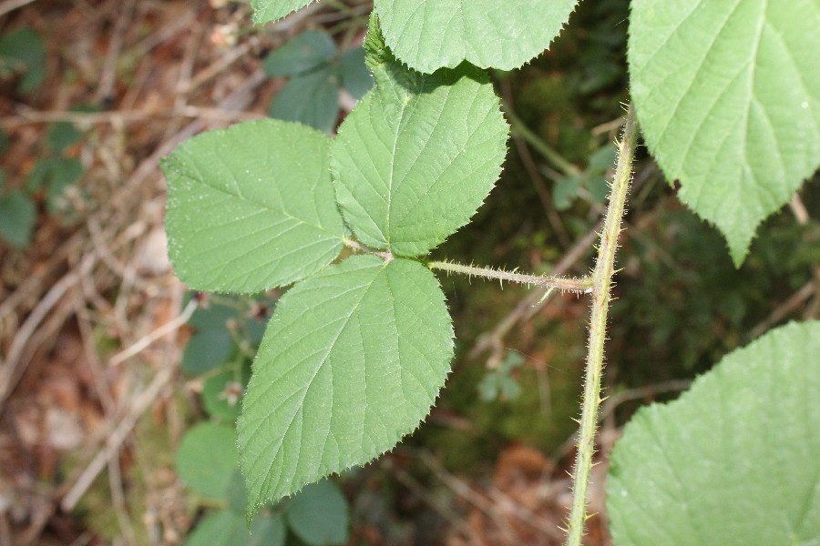 Rubus_oreades b