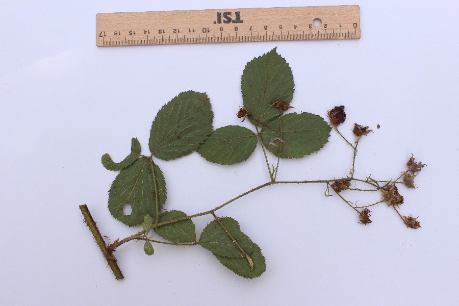 Rubus_oreades e