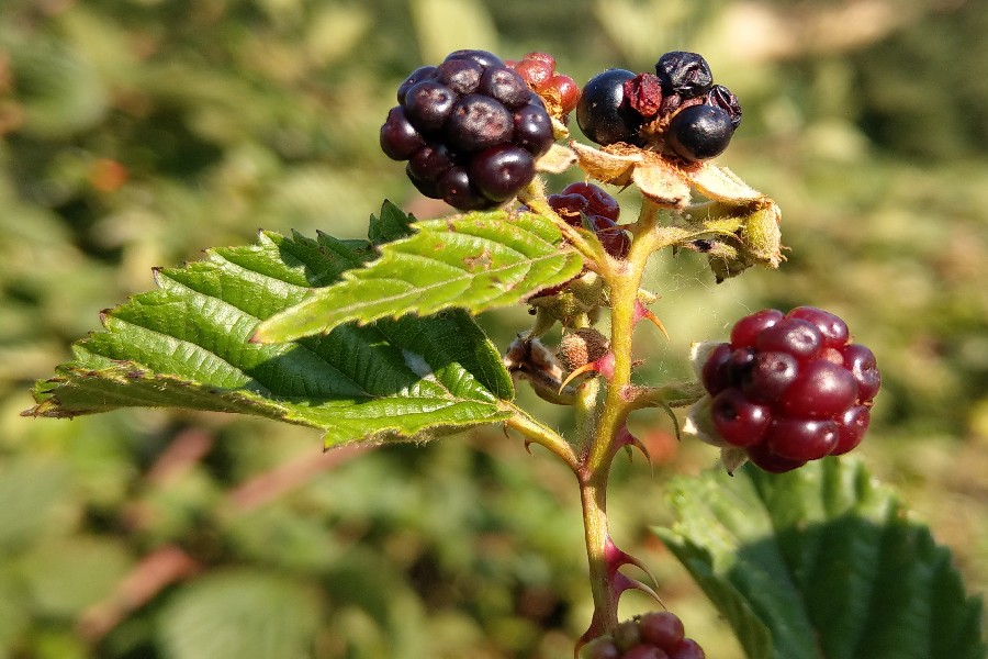 Rubus_plicatus Frucht Bruck 20180818