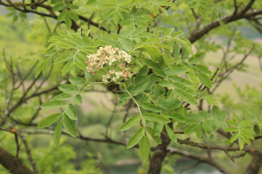 Sorbus_domestica Calmont 20170511 4