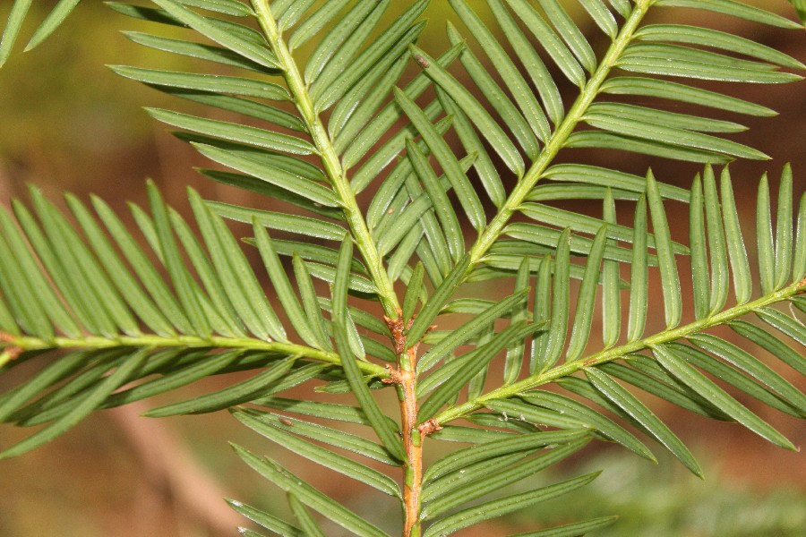 Taxus_baccata Sengutweg Schnaid  201508009 3