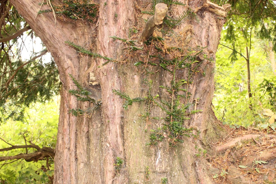 Taxus_baccata Sengutweg Schnaid  201508009 4