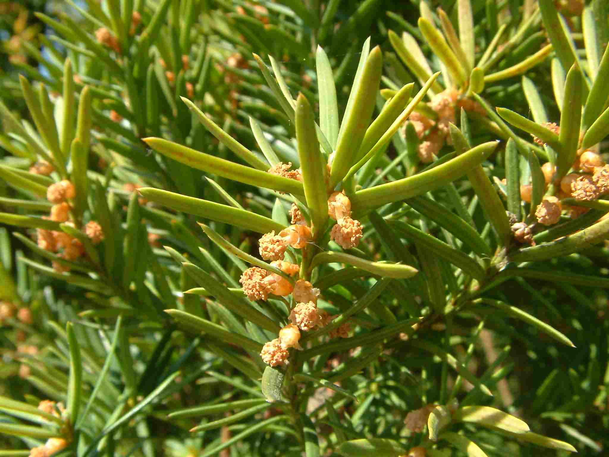 Taxus_baccata_02_Botgart_Bayreuth_20060507