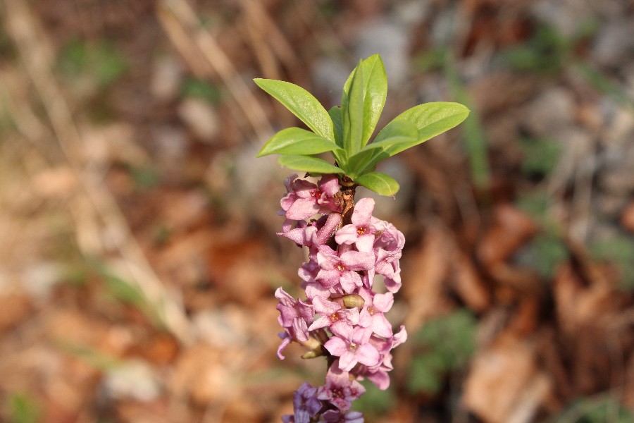 Daphne mezereum Lahm 20170402 1