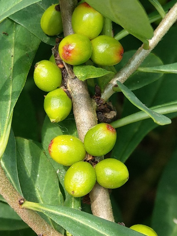 Daphne_mezereum Helmbrechts 20190622 2 Daphne_mezereum Helmbrechts 20190622 2