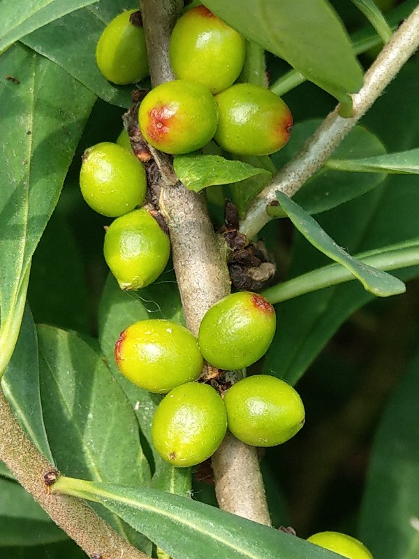 Daphne_mezereum Helmbrechts 20190622 2