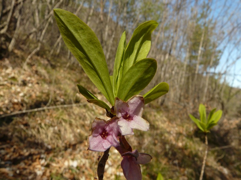 Daphne_mezereum_1_Tramin_20080404 Daphne_mezereum_1_Tramin_20080404