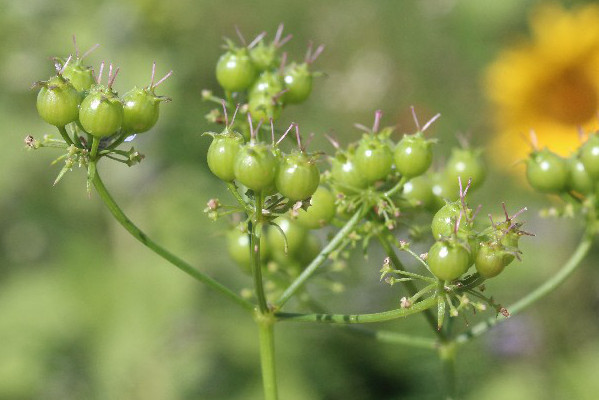 Bifora_radians Oberrsselbach 20160821 4