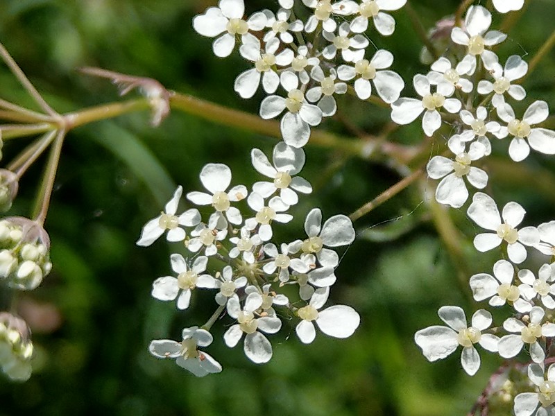 Chaerophyllum_aureum Bühlgrund 20190519 02 Chaerophyllum_aureum Bühlgrund 20190519 02