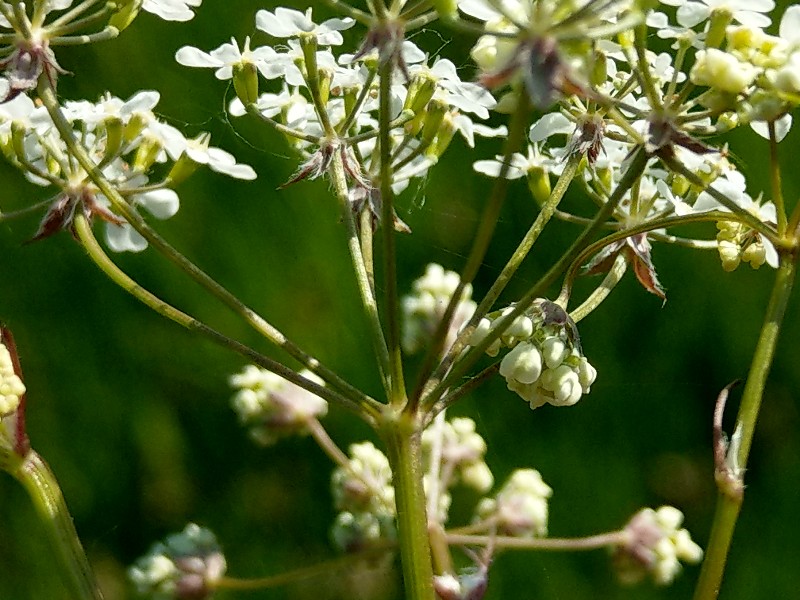 Chaerophyllum_aureum Bühlgrund 20190519 04 Chaerophyllum_aureum Bühlgrund 20190519 04