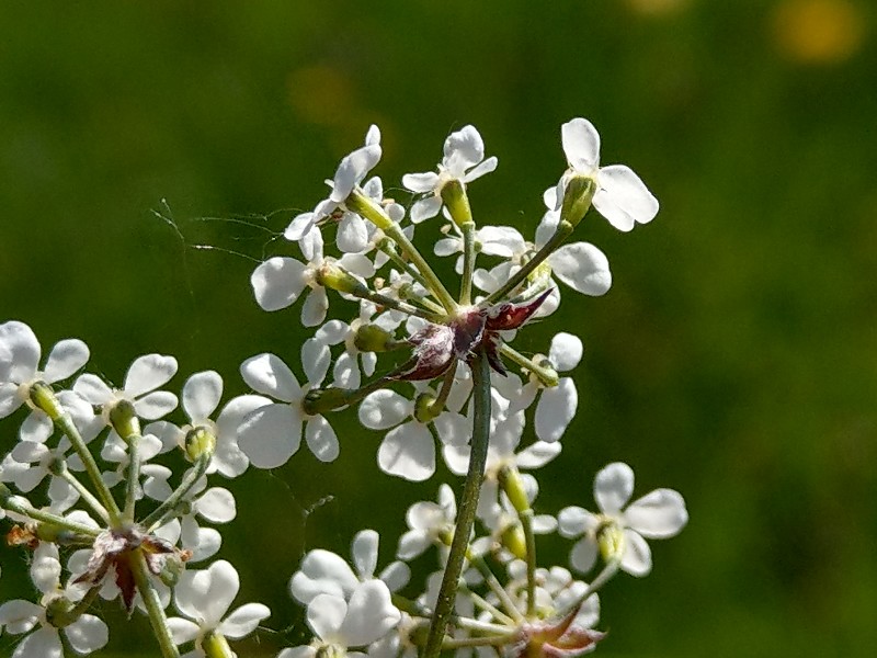 Chaerophyllum_aureum Bühlgrund 20190519 08 Chaerophyllum_aureum Bühlgrund 20190519 08