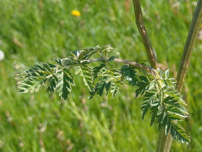 Chaerophyllum_aureum Bühlgrund 20190519 10 Chaerophyllum_aureum Bühlgrund 20190519 10
