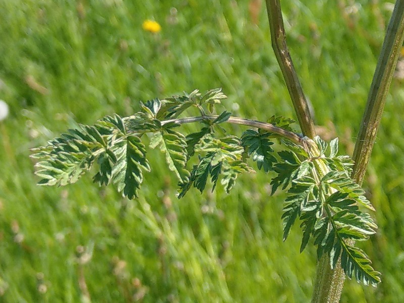 Chaerophyllum_aureum Bhlgrund 20190519 10