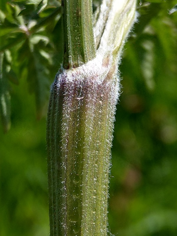 Chaerophyllum_aureum Bühlgrund 20190519 13 Chaerophyllum_aureum Bühlgrund 20190519 13
