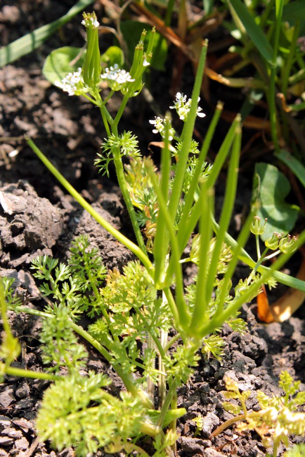 Scandix_pecten-veneris Windsheim 20160526 03a