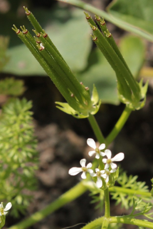 Scandix_pecten-veneris Windsheim 20160526 05a