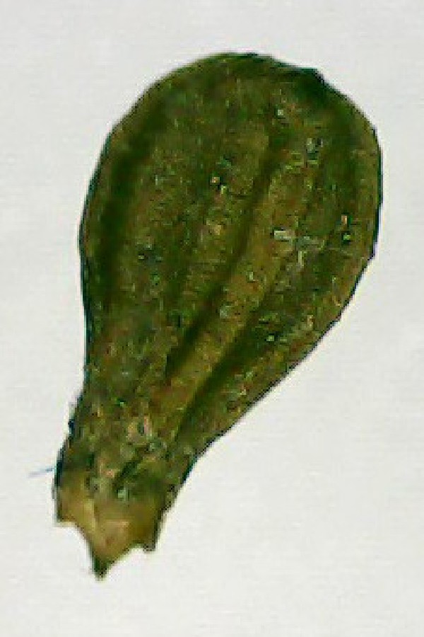 Valerianella_dendata Pirk 20170820 1a Valerianella_dendata Pirk 20170820 1a