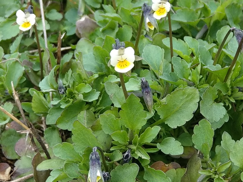 Viola_arvensis Enchenreuth 20190408