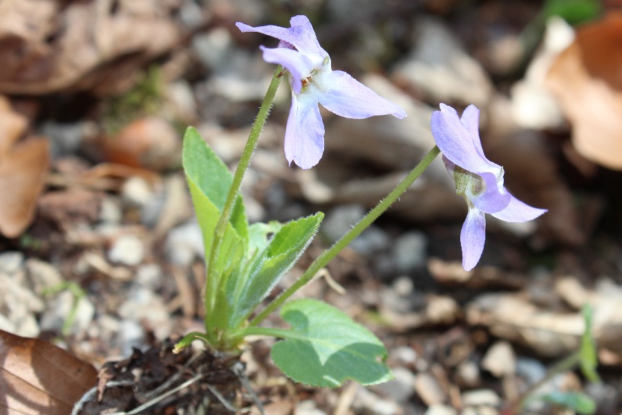 Viola_hirta 1 Viola_hirta 1