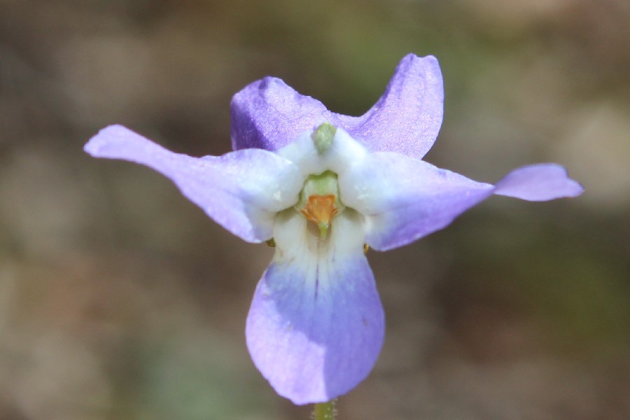 Viola_hirta 2 Viola_hirta 2