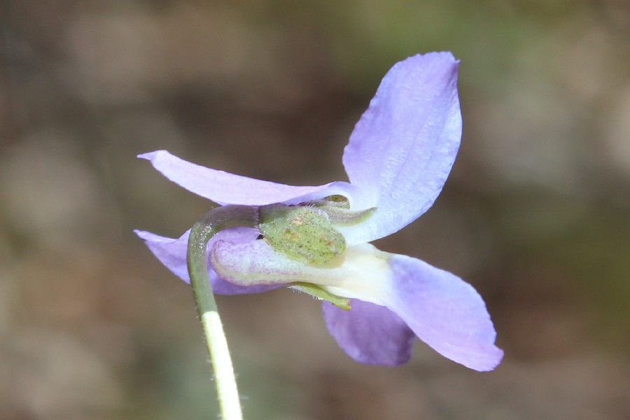 Viola_hirta 3 Viola_hirta 3