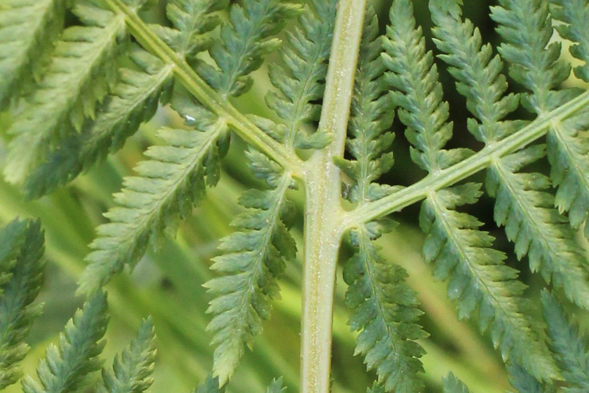 Athyrium_filix-femina Bischofsmühle 20150909 2b Athyrium_filix-femina Bischofsmühle 20150909 2b
