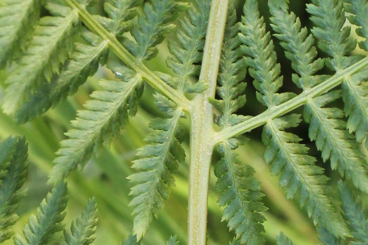 Athyrium_filix-femina Bischofsmhle 20150909 2b