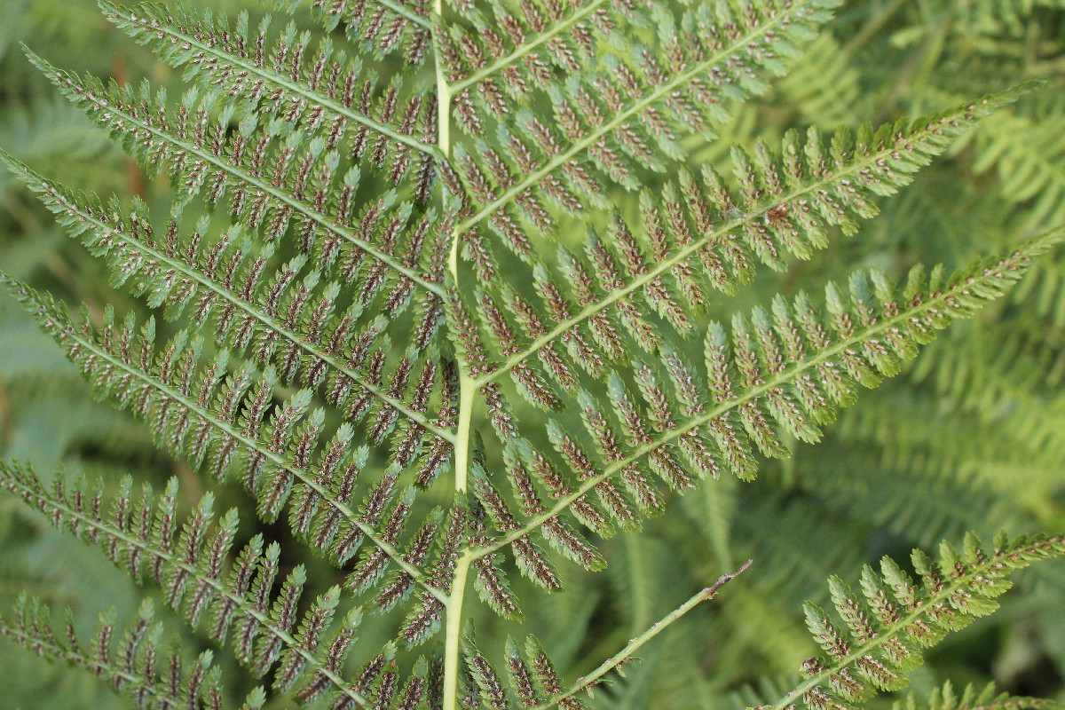 Athyrium_filix-femina Bischofsmühle 20150909 3 Athyrium_filix-femina Bischofsmühle 20150909 3
