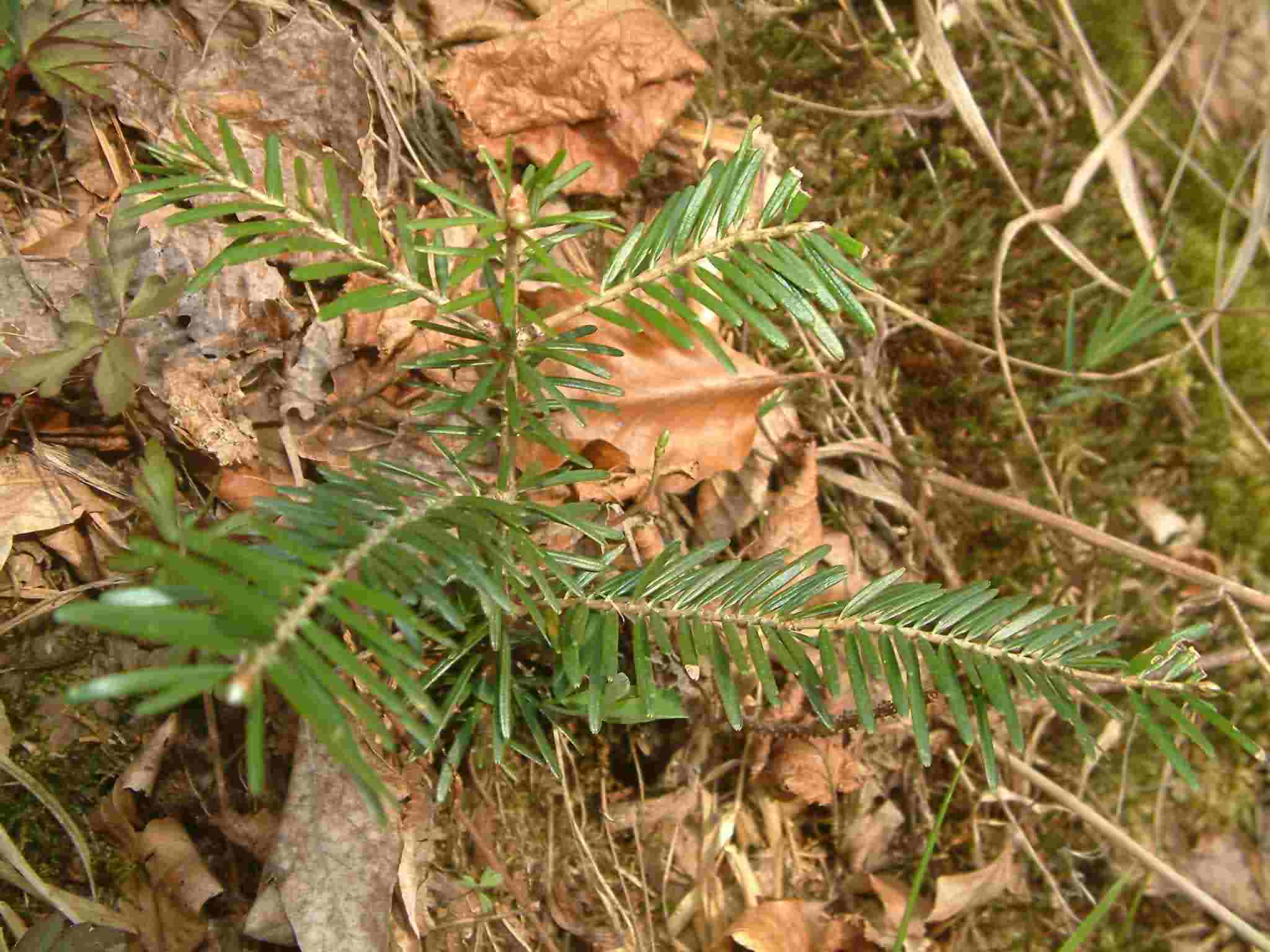 Abies alba 2