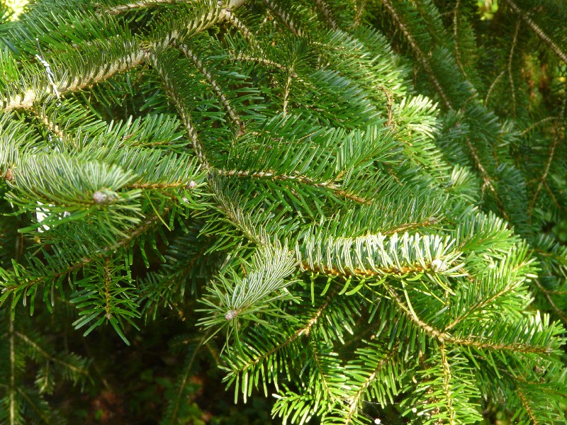 Abies nordmanniana 1