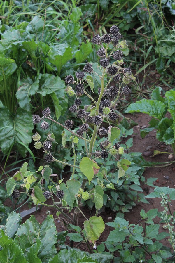 Abutilon theophrasti