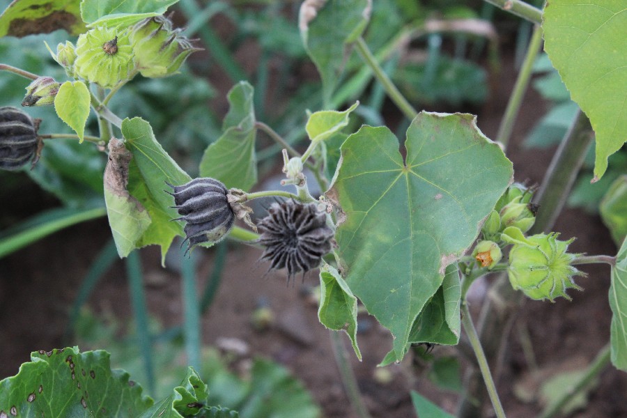 Abutilon theophrasti 2