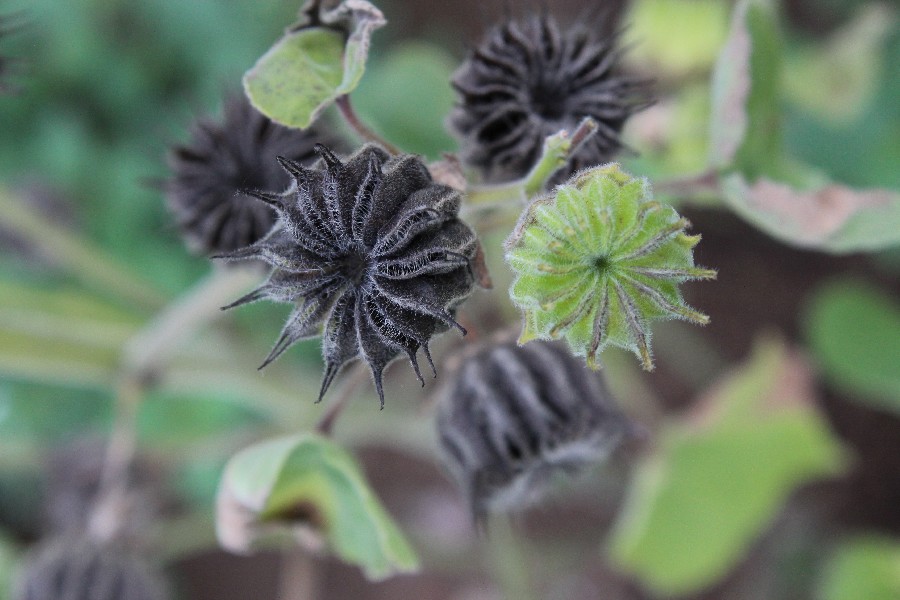 Abutilon theophrasti 3